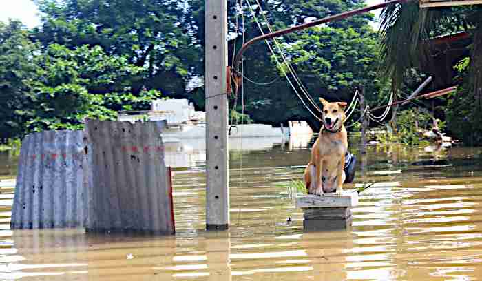 Lost Paws Rescue of Texas - Disaster Animal Shelter Assistance Program